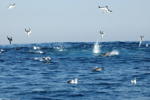 Gannets and dolphins by Mathieu Foulquié 